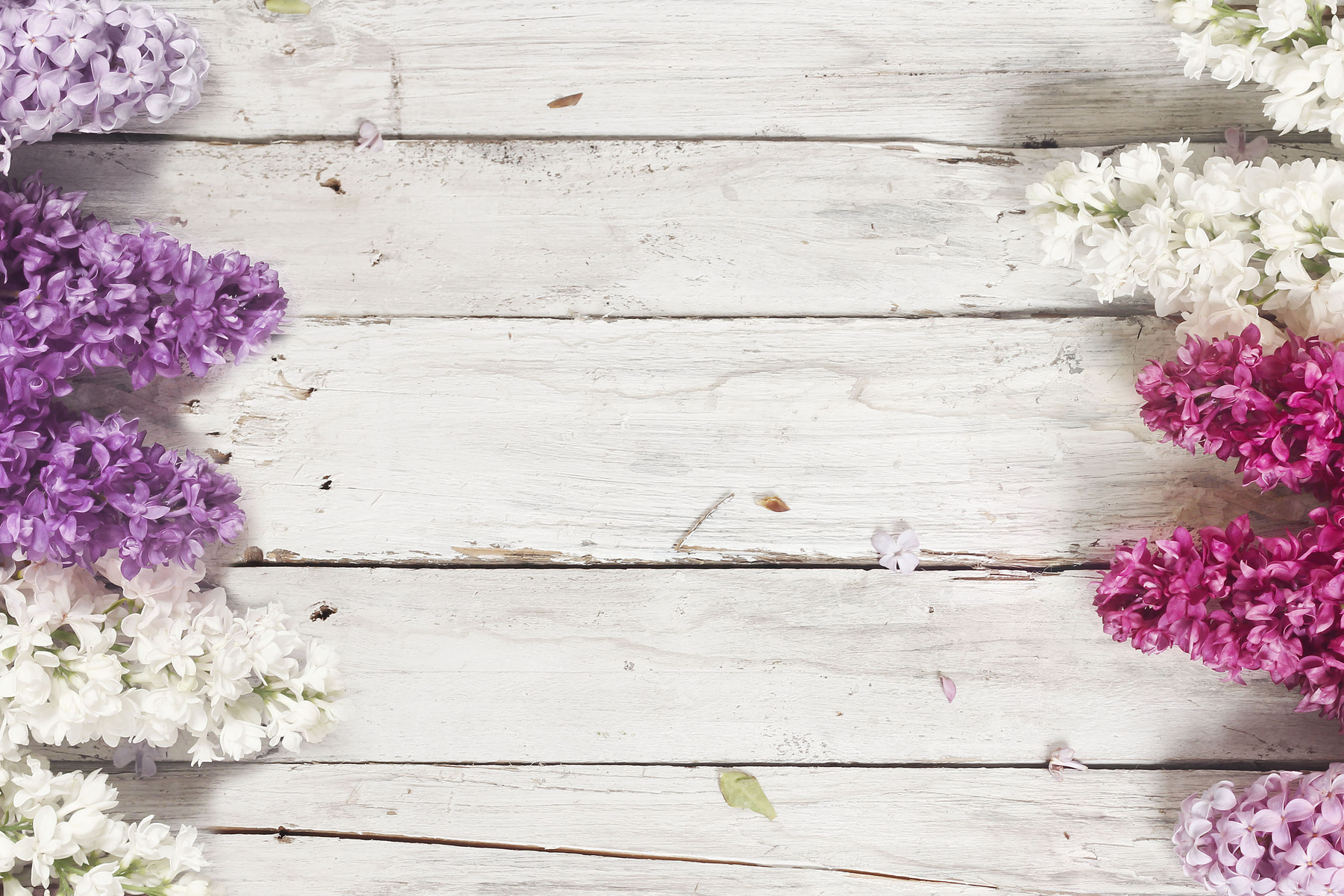 wood background with lilac flowers